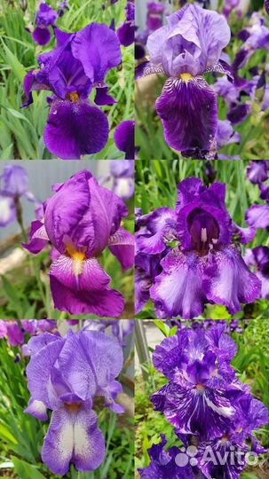 Папоротник, хосты, ирисы, бадан