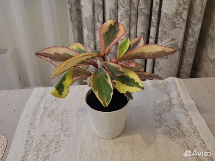 Пеперомия. Комнатный цветок