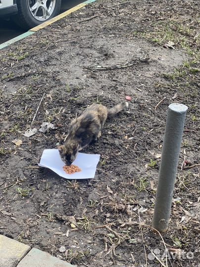 Кошечка найденыш ищет дом