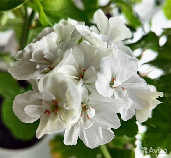 Пеларгония герань сортовая