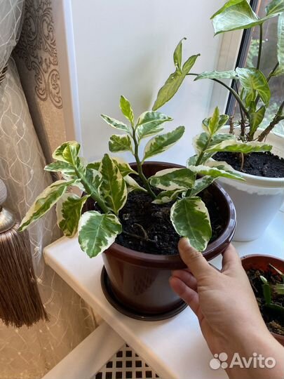 Комнатные цветы