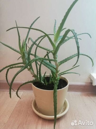 Алоэ лечебный