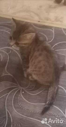 Подарю котят