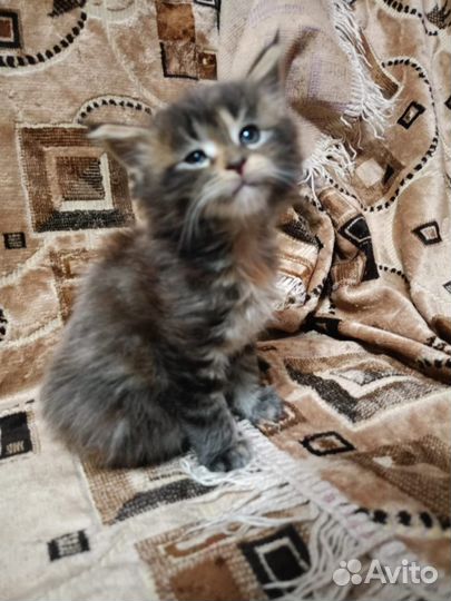 Котята Мейн-кун