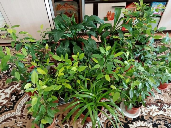 Цветы В ассортименте