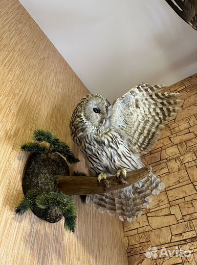 Чучело совы