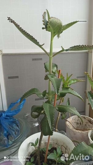 Каланхоэ лечебное