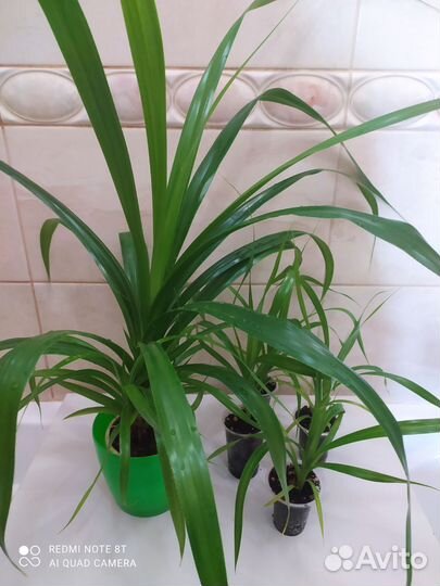 Пальма панданус