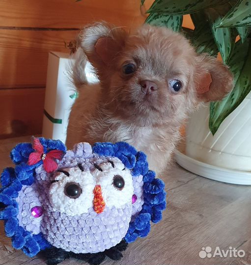 Эксклюзивный малыш