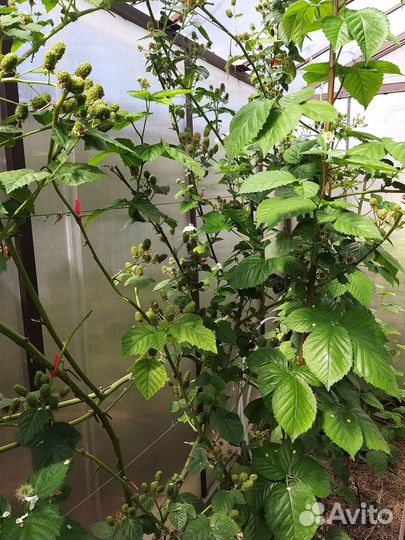 Саженцы ежевики