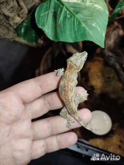 Ушастый бананоед