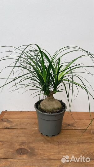 Пальма нолина