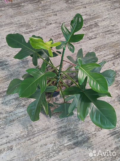 Филодендроны Чешуеносный