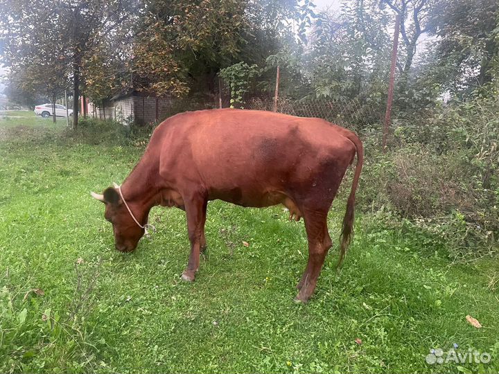 Бычок, телка, коровы
