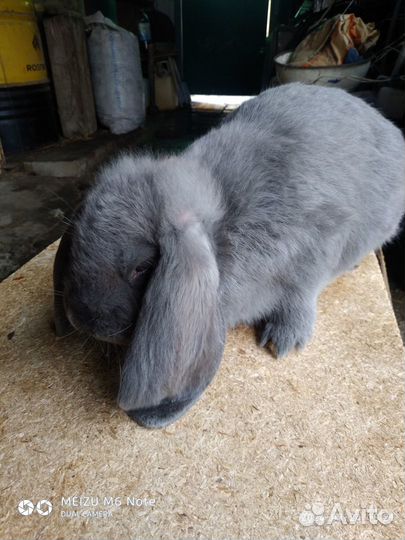 Кролики породы французский баран