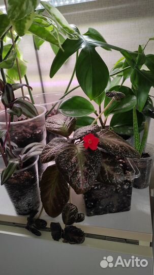 Набор комнатных растений