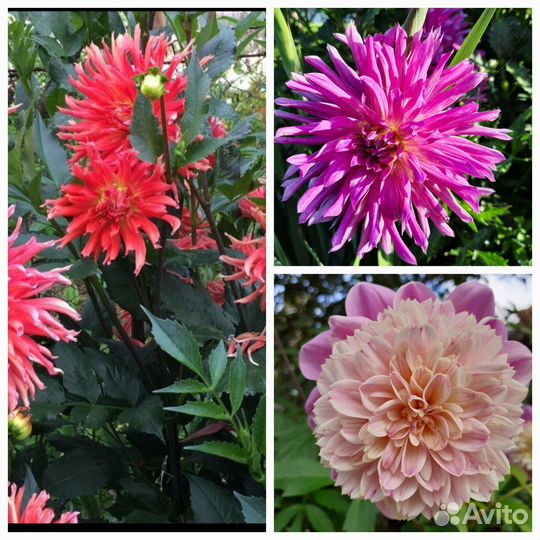 Цветы для сада