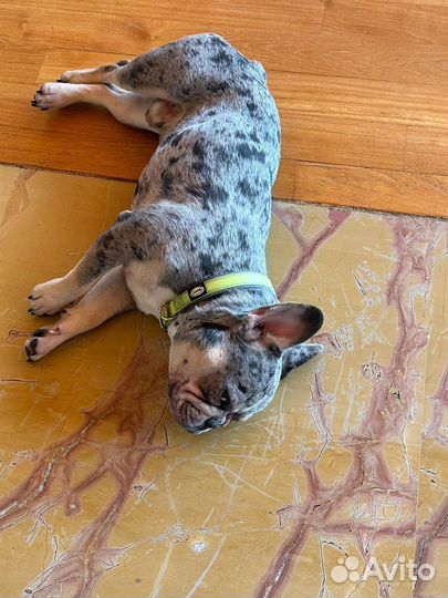 Французский бульдог кобель вязка