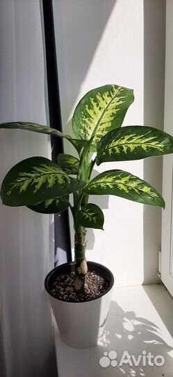 Диффенбахия