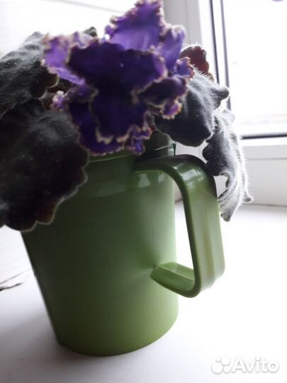 Фиалки листики