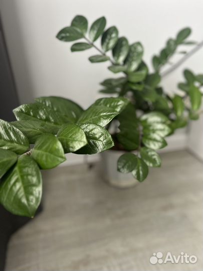 Замиокулькас цветущий, долларовое дерево