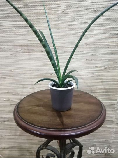 Сансевиерия фернвуд панк