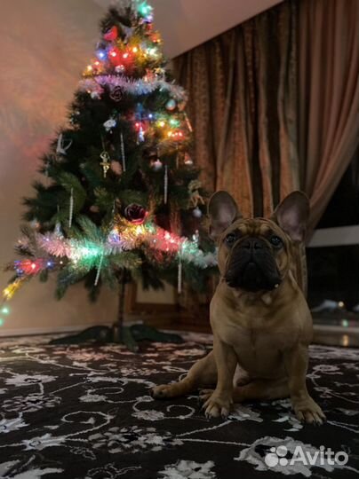 Вязка с французским бульдогом