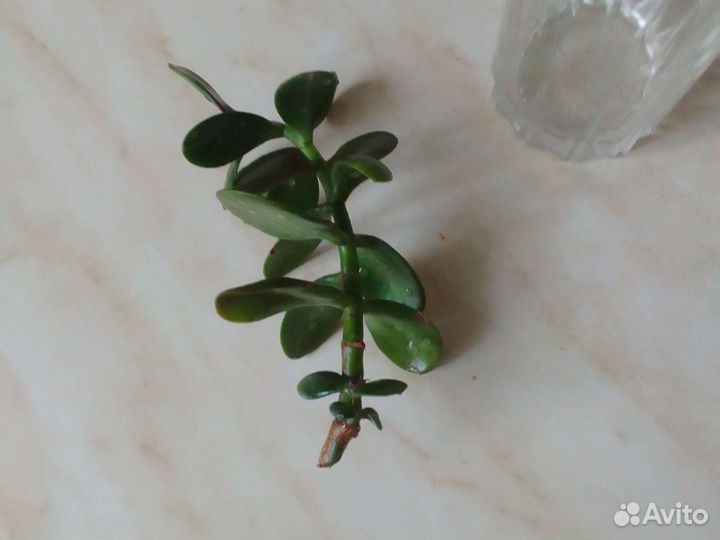 Толстянка. Денежное дерево