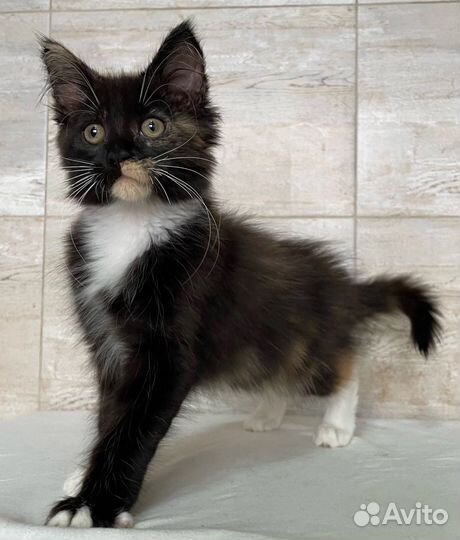 Котята мейн-кун