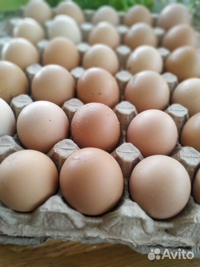 Цыплята цветной бройлер (несушки)