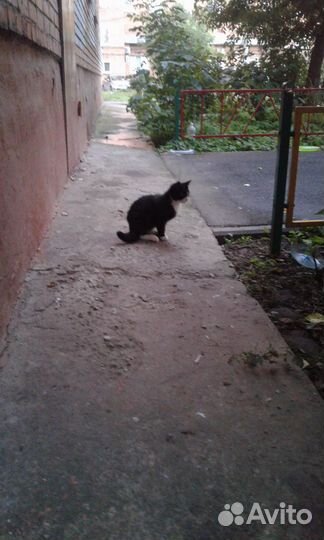 Ситуация SOS В центре Тулы живут котята-бездомыши