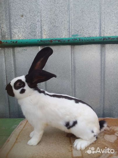 Кролики нпв