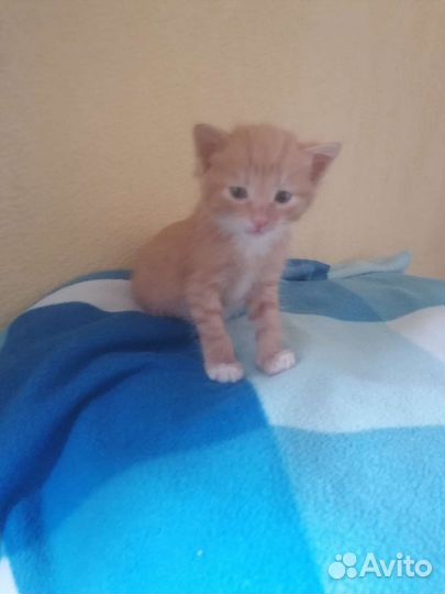 Котята рыжики в добрые руки бесплатно