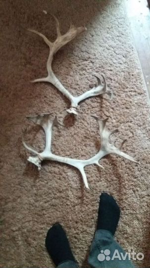 Рога оленя