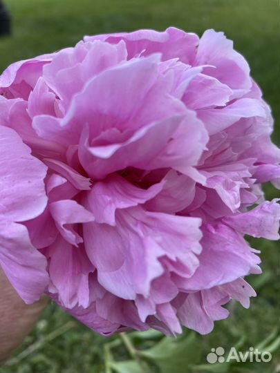 Пионы. Рекомендации по уходу и посадке