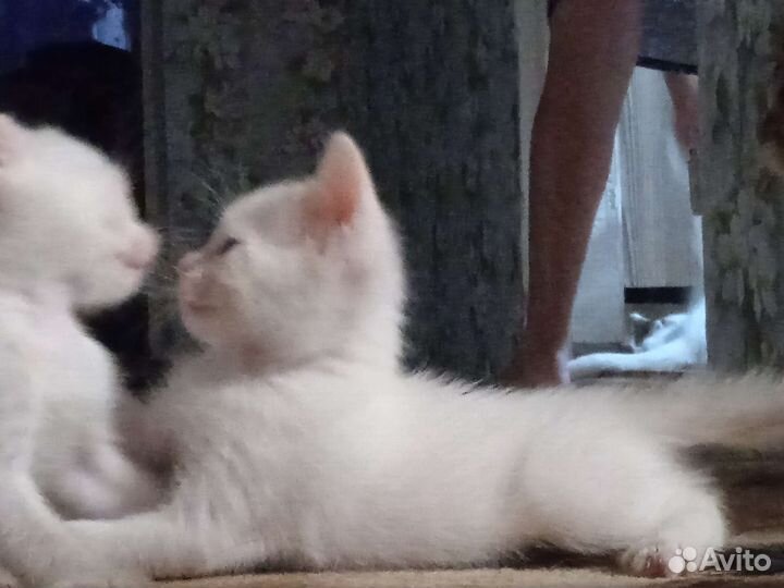 Вислоухие котята