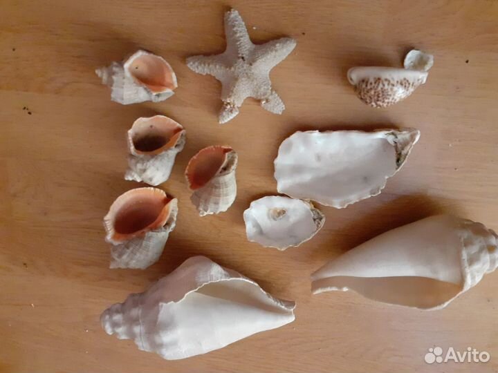 Морские раковины 20-22см, ракушки, морская звезда
