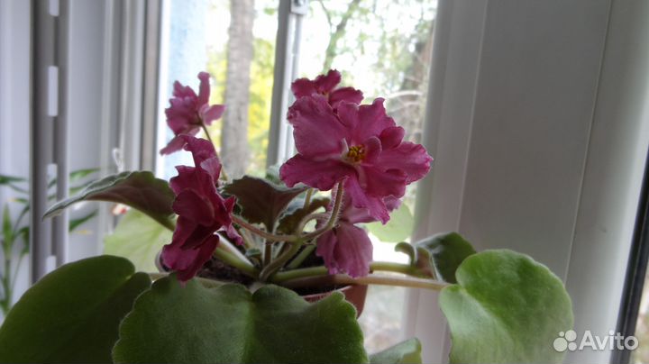 Фиалки сортовые