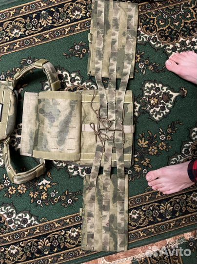 Плитник мох