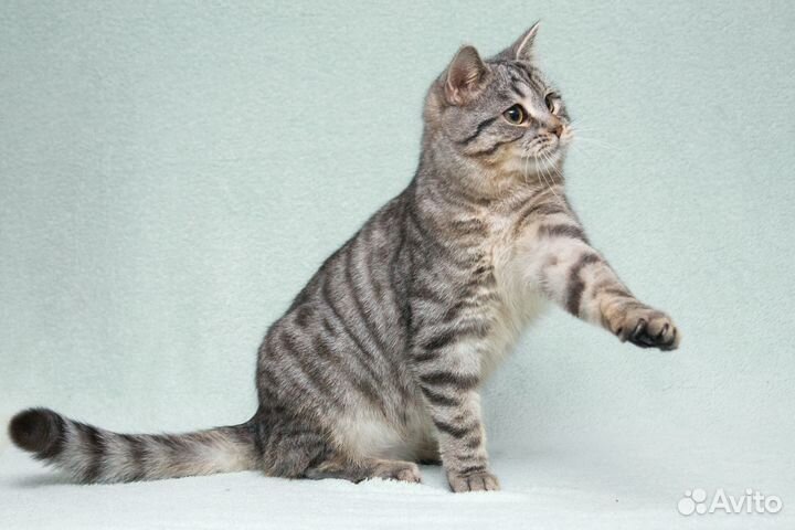 Котик-подросток Батист