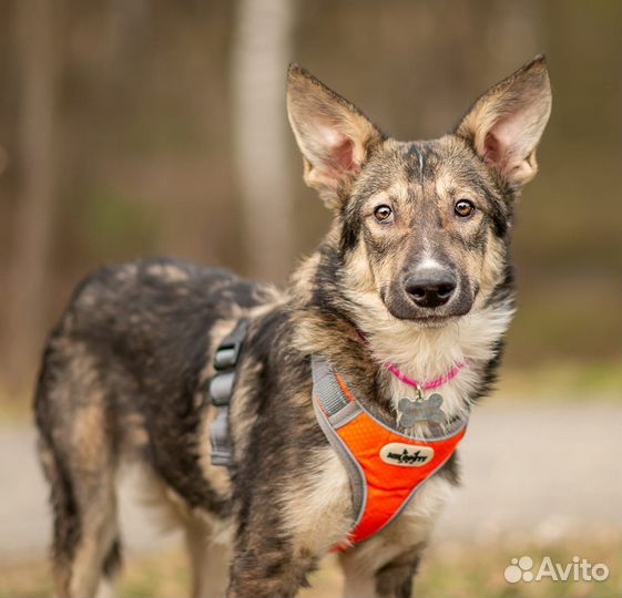 Сказочный Кай ищет любящую семью