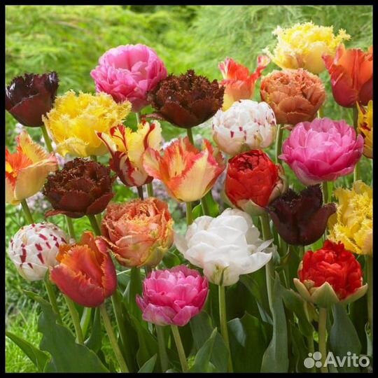 Многолетние цветы для сада