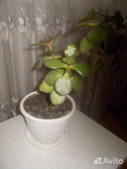 Толстянка (денежное дерево)