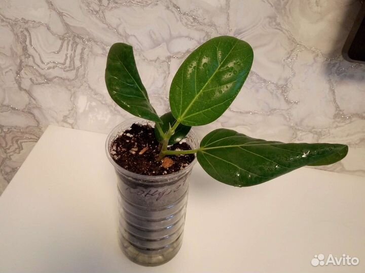 Фикус бенгальский одри