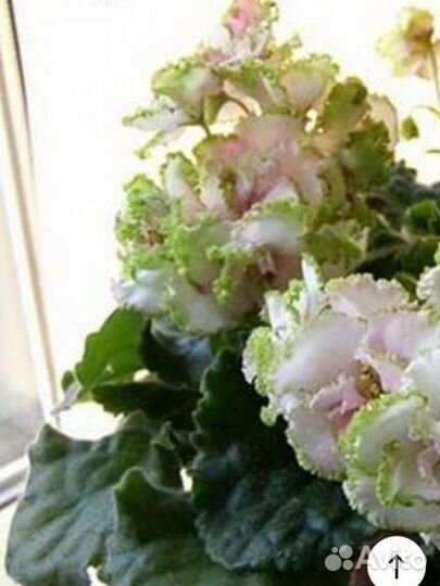 Узамбарские фиалки