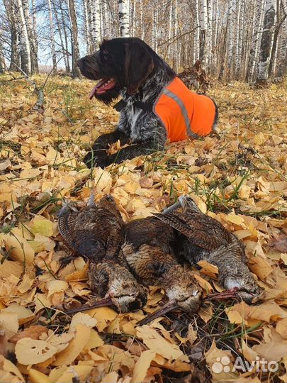 Щенки дратхаара