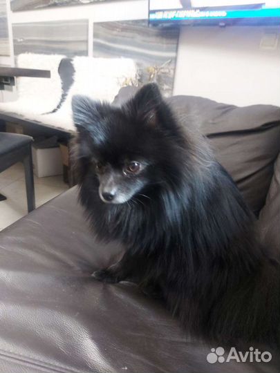 Немецкий шпиц вязка