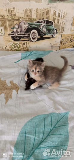 Кошка в дар бесплатно