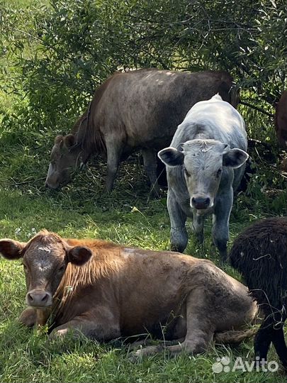 Продам сено в рулонах