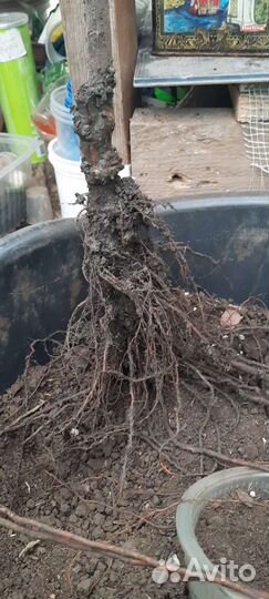 Яблоня ред кетти